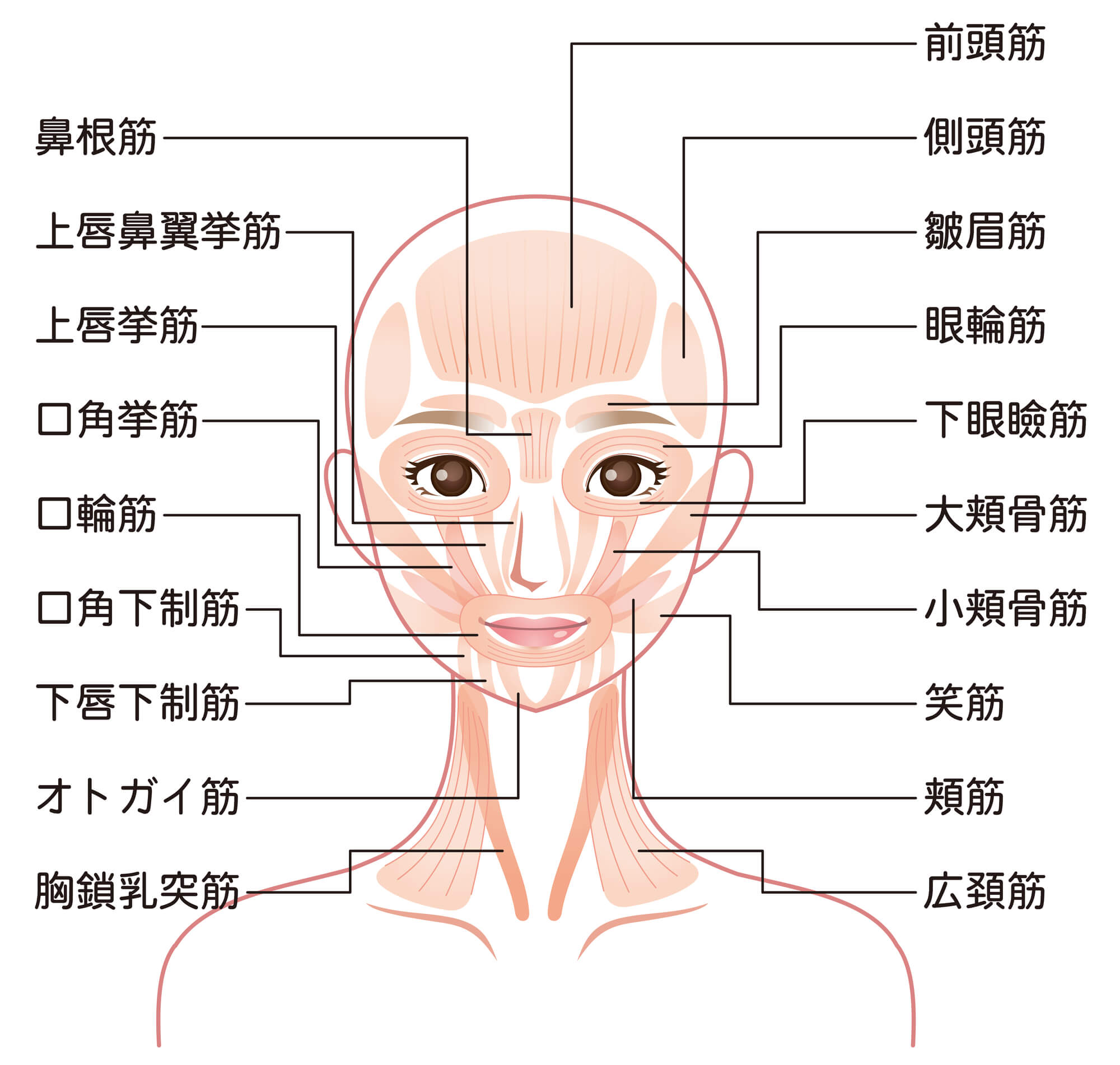 表情筋